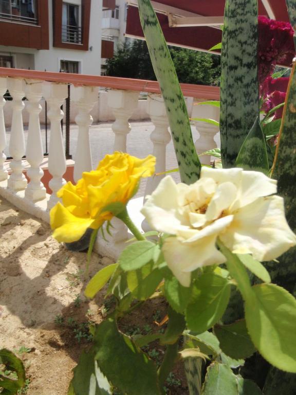 Aloe Apart Hotel Marmaris Kültér fotó