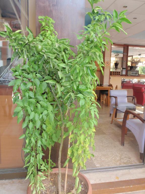 Aloe Apart Hotel Marmaris Kültér fotó